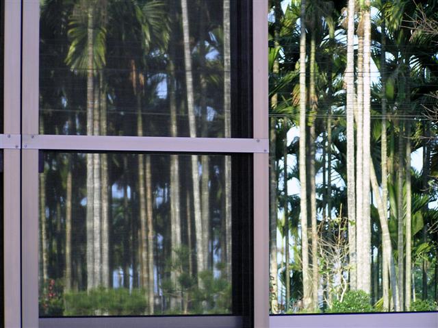 Bamboo reflections